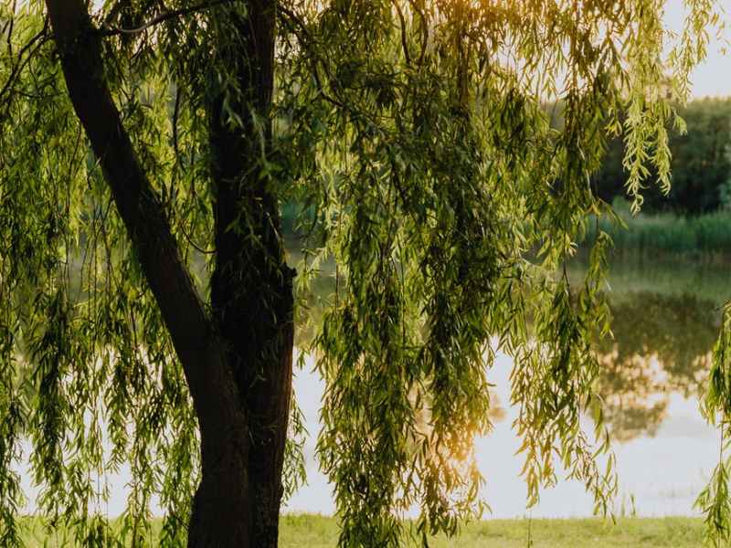 Willow Tree